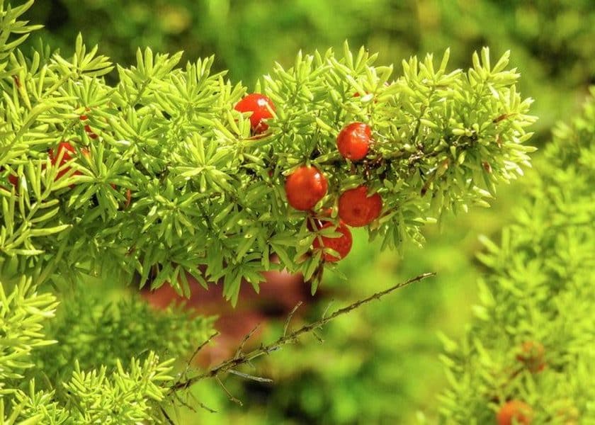Propagating Asparagus Fern from Seeds