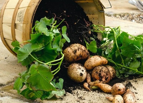 What Do You Need To Grow Sweet Potatoes?