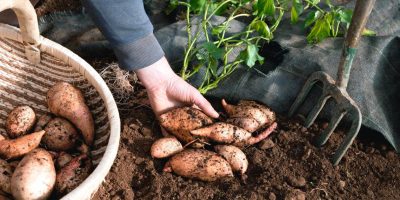 How To Grow Sweet Potatoes In A Pot