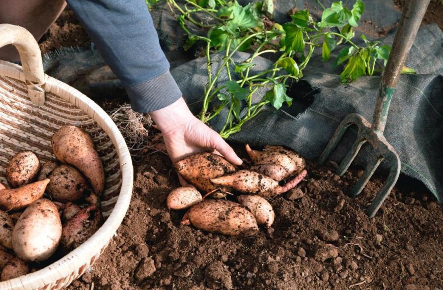 Grow Sweet Potatoes In A Pot – Full Guide