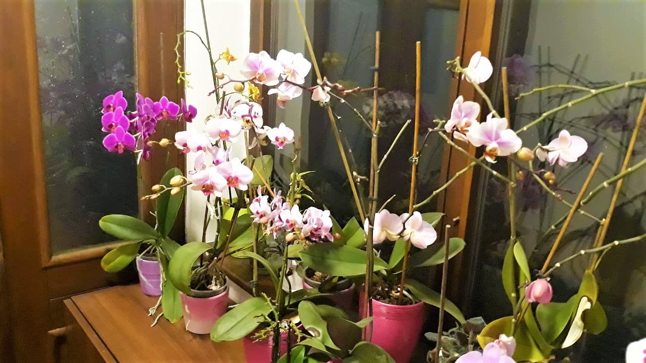 A Practical Guide To Taking Care Of Orchids