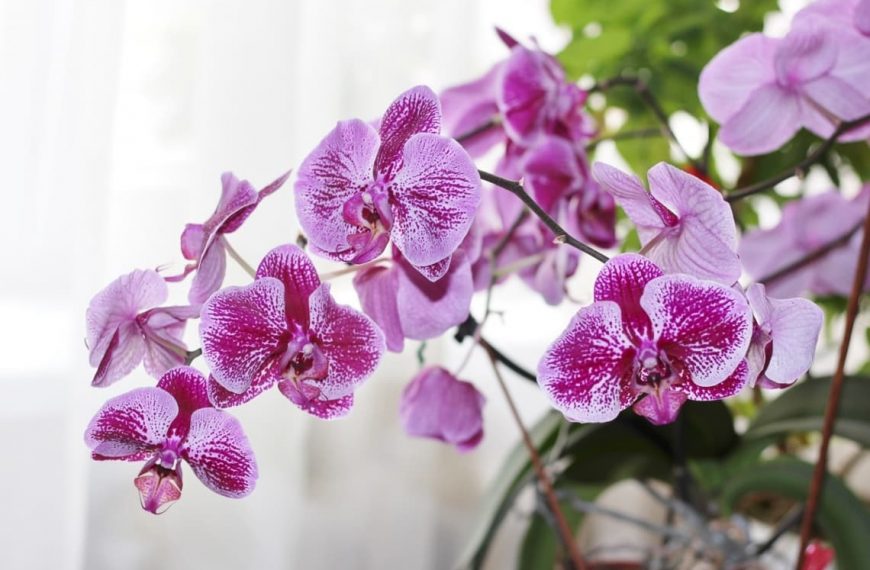 Caring for Orchids