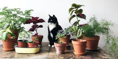 How To Keep Cats Out Of Houseplants