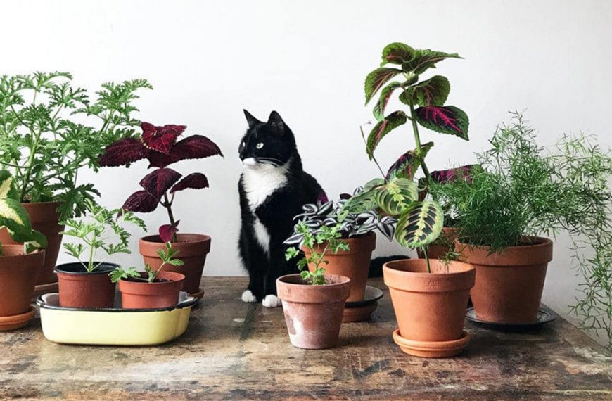 26 Pet-Friendly Plants- List of NonToxic and Safe Plants for Our Pets