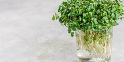 What Are Microgreens?