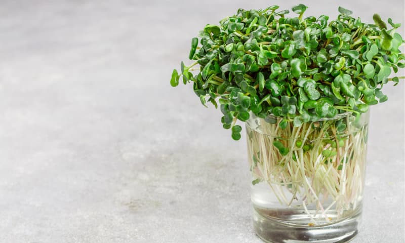 What Are Microgreens?