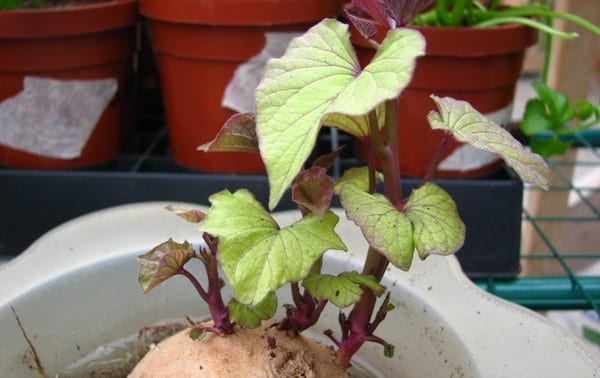 How And When To Harvest Sweet Potatoes