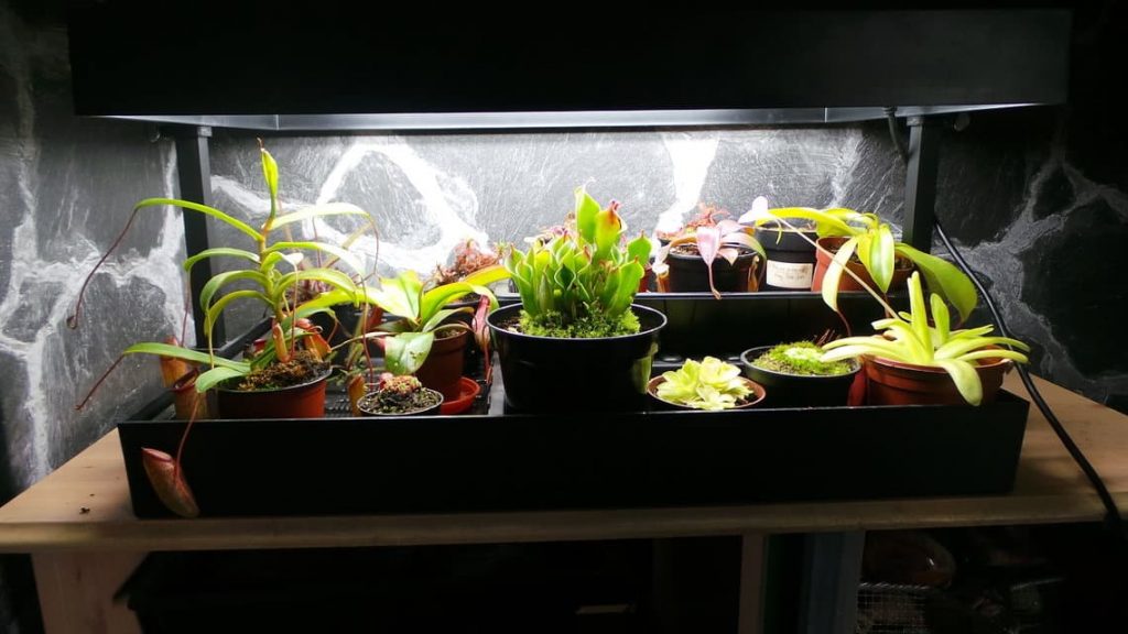 How Long To Keep Grow Lights On Plants