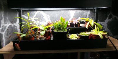 How Long To Keep Grow Lights On Plants