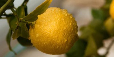 Growing lemon trees in pots