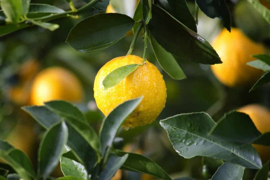 How To Grow A Lemon Tree Indoors