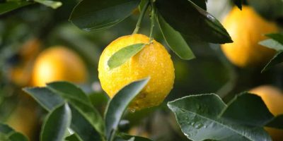 How To Grow A Lemon Tree Indoors