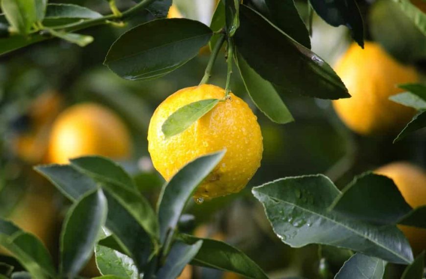 How to Grow a Lemon Tree Indoors? 8 Steps For Easy Care!