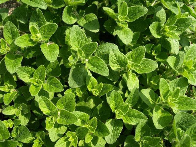 fast herbs oregano