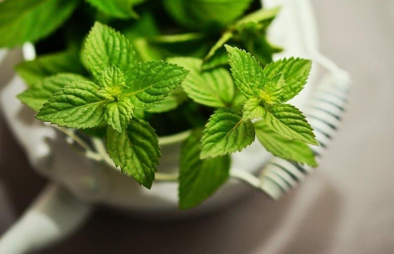 Fast Growing Herbs Mint