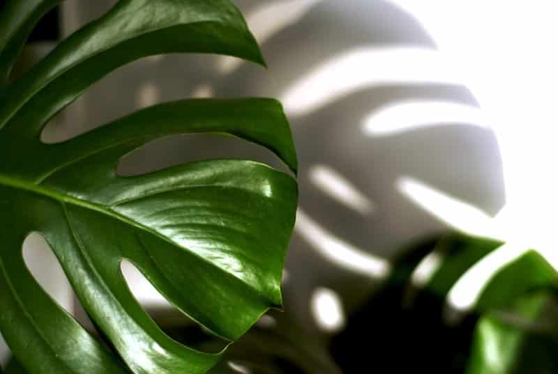 Philodendron