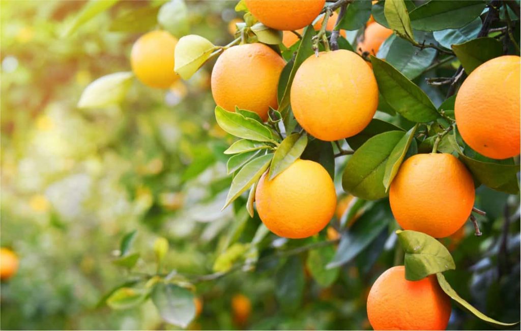 How To Grow Indoor Orange Tree