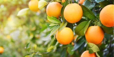 How To Grow Indoor Orange Tree
