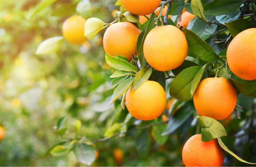 Indoor Orange Tree – How To Grow Oranges In Simple Steps