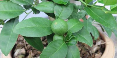 lime tree
