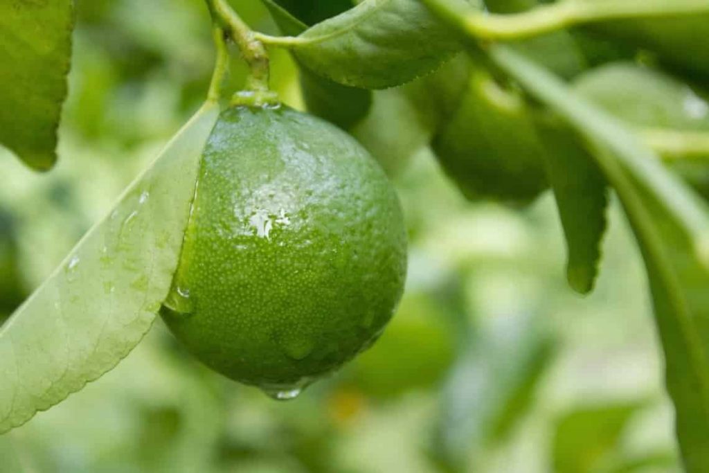 How To Grow A Lime Tree Indoors