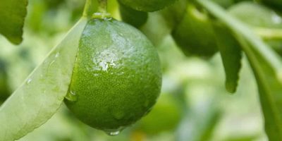 How To Grow A Lime Tree Indoors