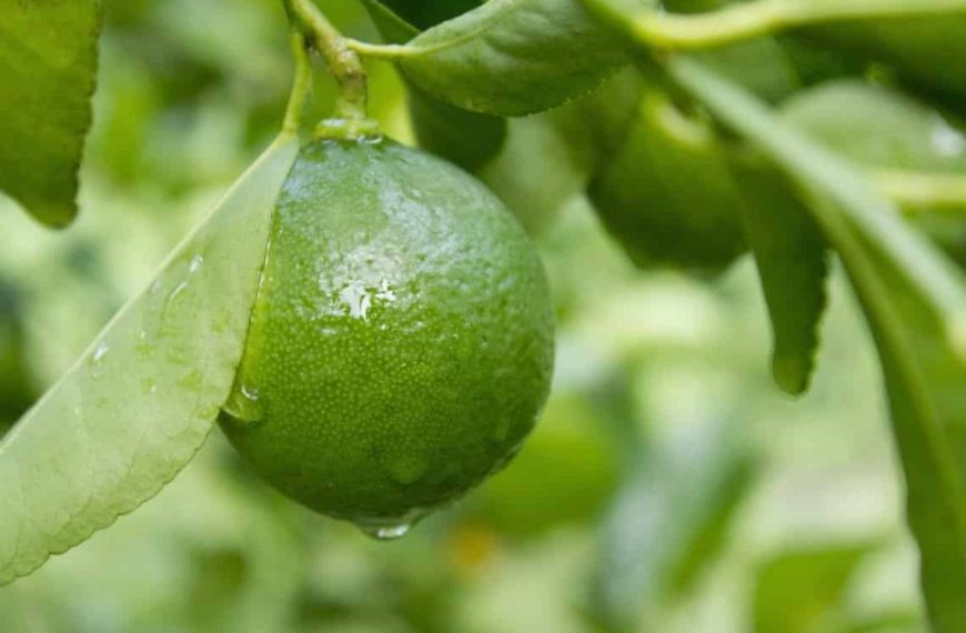 How To Grow A Lime Tree Indoors