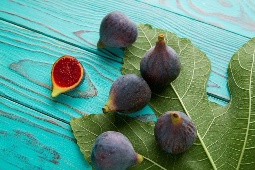 Grow Fig Tree Indoor