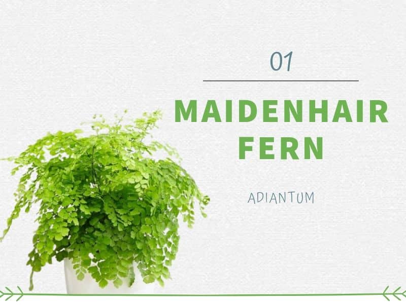 Plants That Can Grow Without Sunlight