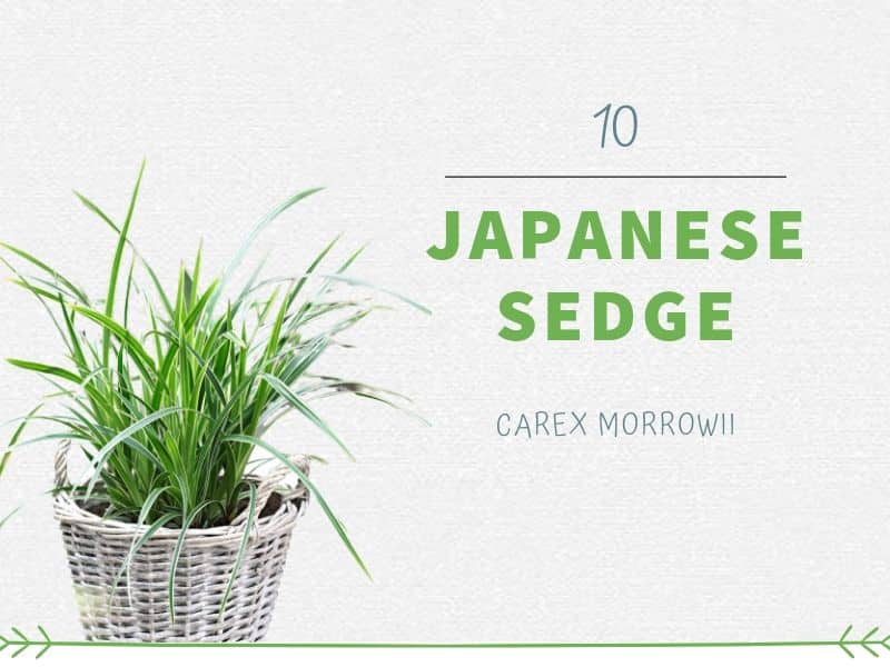 Japanese Sedge (Carex Morrowii)