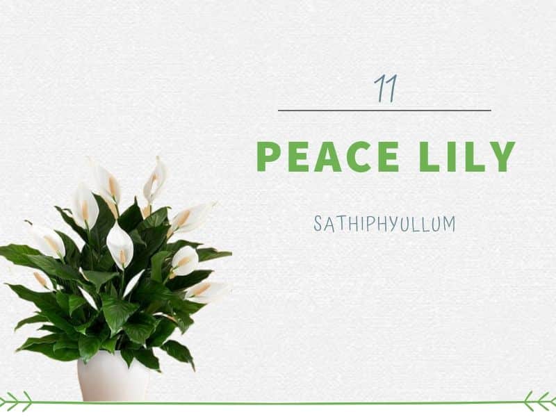 Peace Lily (Sathiphyullum)
