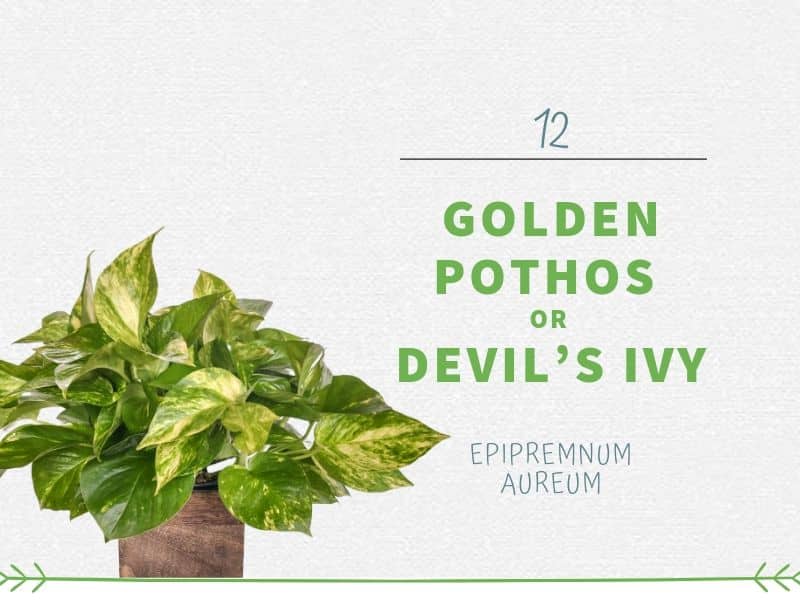 Golden Pothos or Devil’s Ivy (Epipremnum aureum)