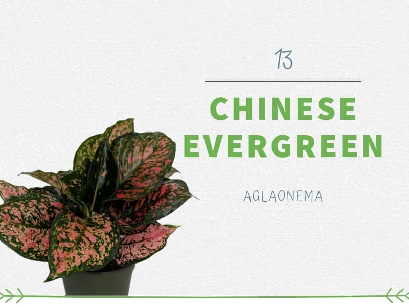 Chinese Evergreen (Aglaonema)