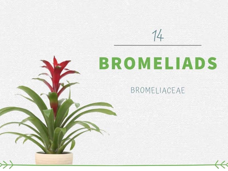 Bromeliads (Bromeliaceae)