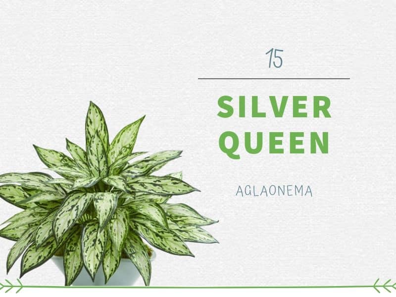 Plants That Can Grow Without Sunlight