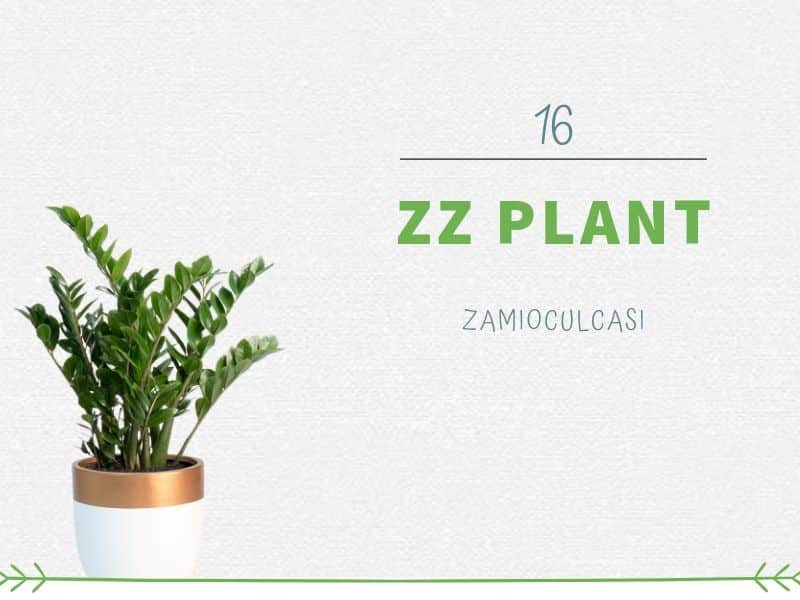 Plants That Can Grow Without Sunlight