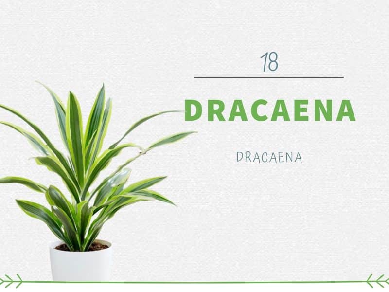 Plants That Can Grow Without Sunlight