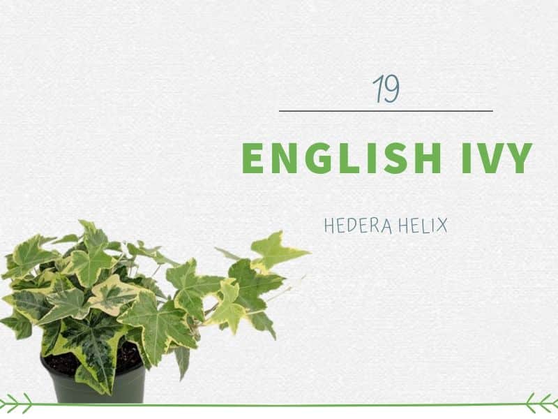 Plants That Can Grow Without Sunlight