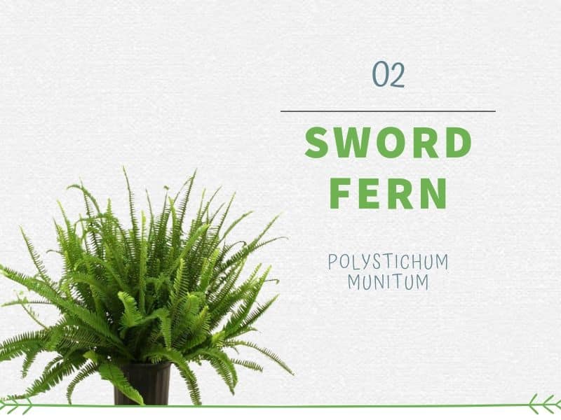 Sword Fern