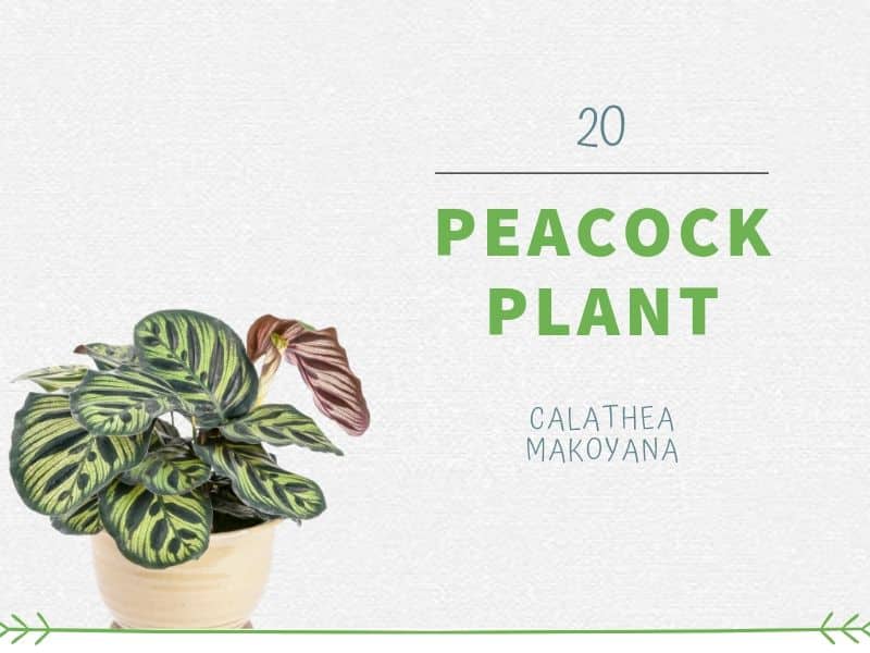 Peacock Plant (Calathea makoyana)
