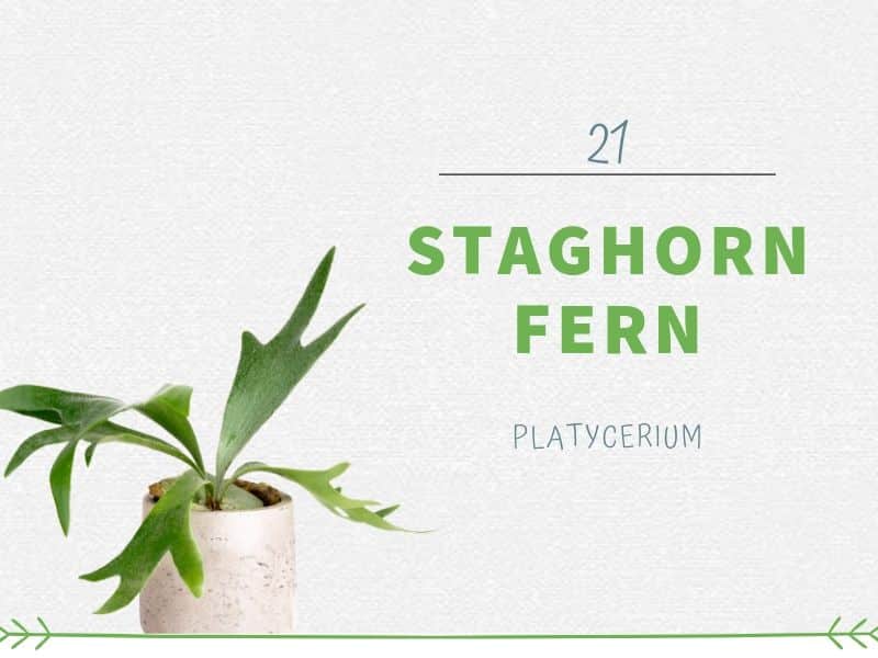 Staghorn Fern (Platycerium)