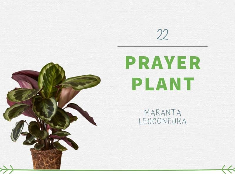 Prayer Plant (Maranta leuconeura)