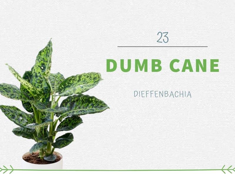 Dumb Cane (Dieffenbachia)