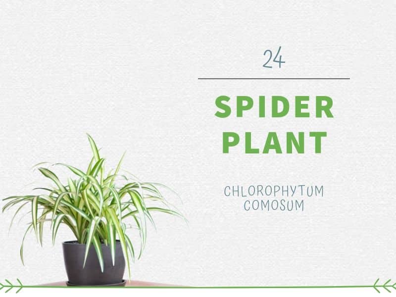 Spider Plant (Chlorophytum comosum)