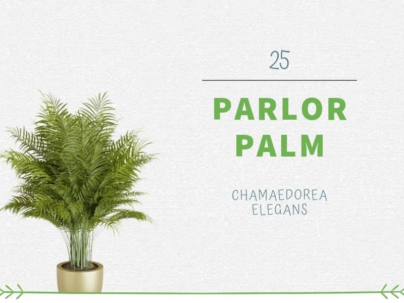 Parlor Palm (Chamaedorea elegans)