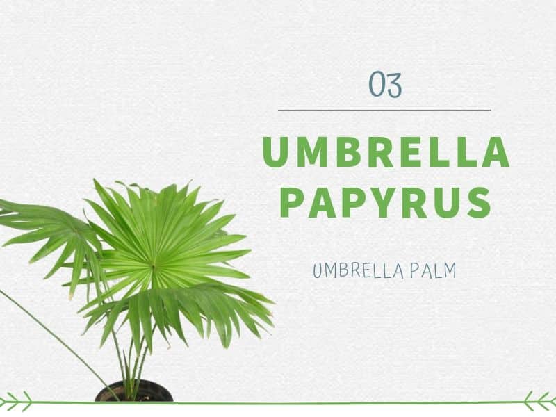 Umbrella Papyrus (Umbrella Palm)