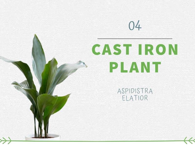 Cast Iron Plant (Aspidistra elatior)
