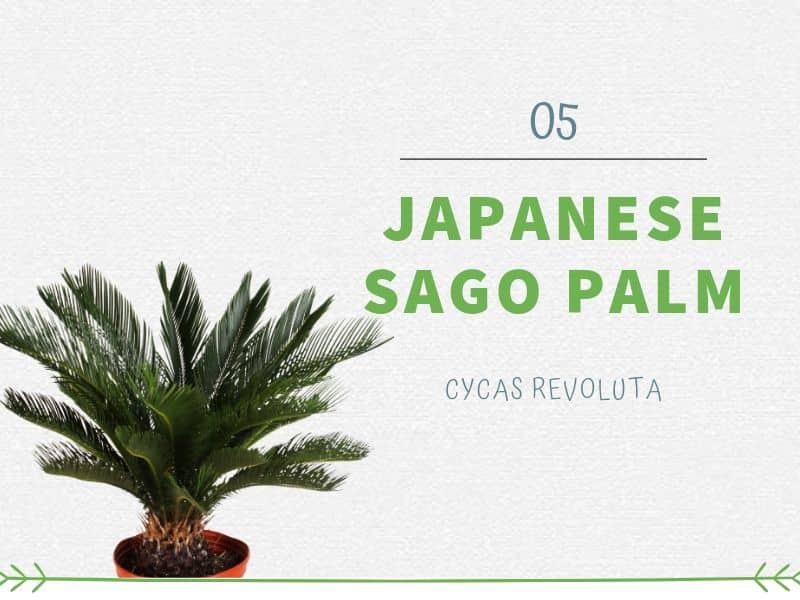 Plants That Can Grow Without Sunlight