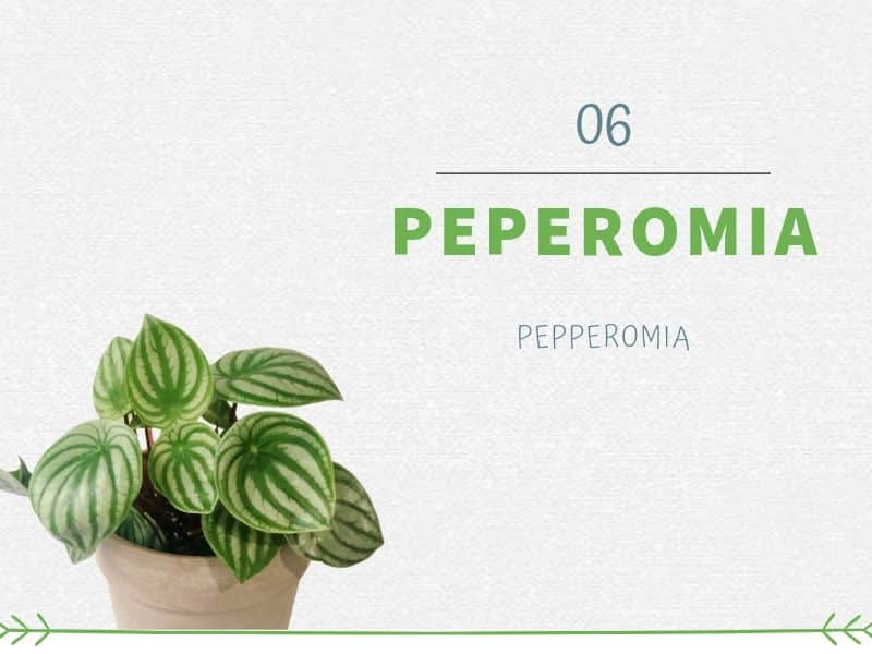 Plants That Can Grow Without Sunlight