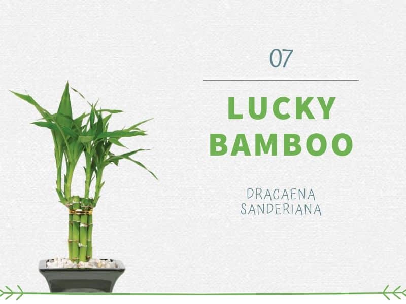 Plants That Can Grow Without Sunlight